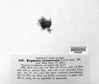 Typhula muscicola image